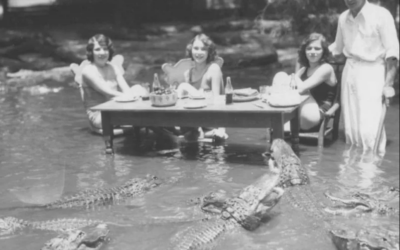 Histoire suprenantes : les alligators